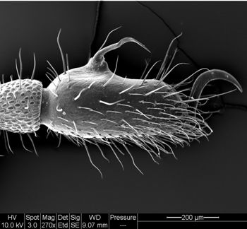 Media type: image;   Invertebrate Zoology 134641